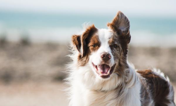 Border collie smiling