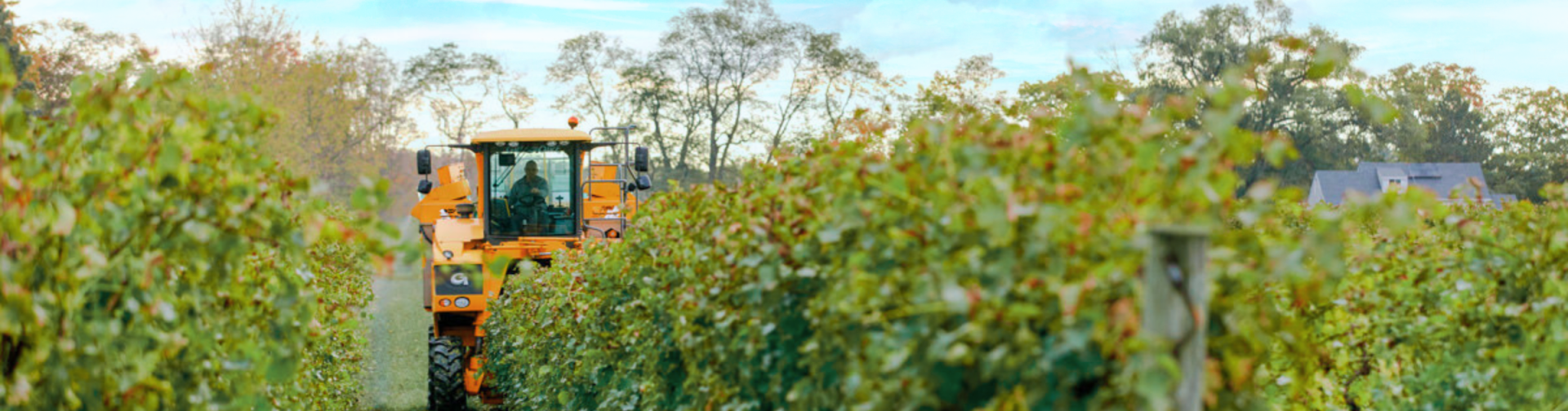 A vibrant vineyard in rural Niagara-on-the-Lake